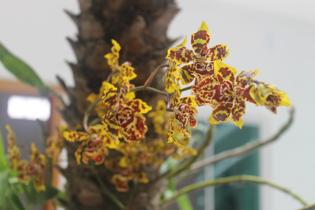 Pousada Orquideas De Maria Aparecida  Zewnętrze zdjęcie